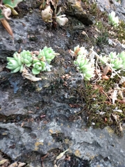 Sedum ebracteatum