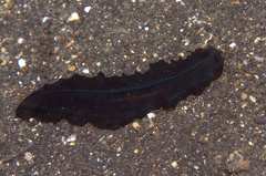 Tytthosoceros nocturnus