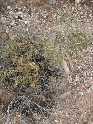 Psorothamnus fremontii, 2026-04-26