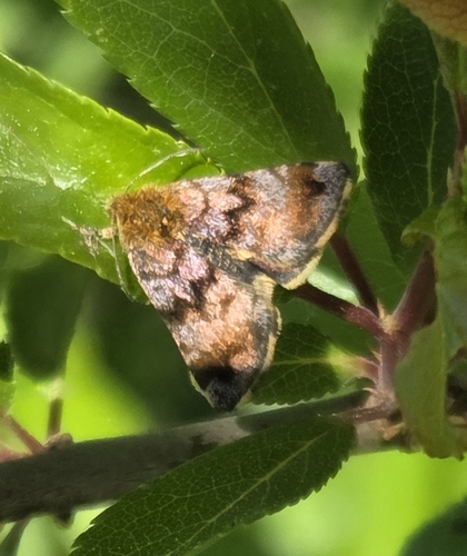 Small Yellow Underwing