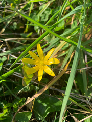 Ficaria verna