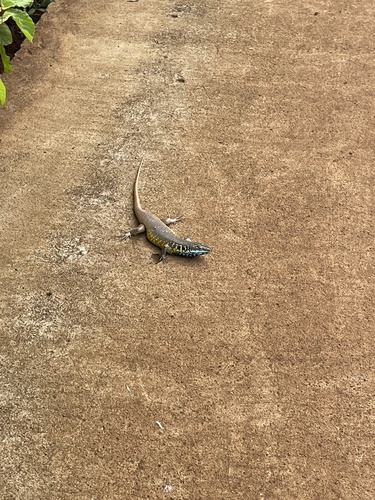 African Five-lined Skink