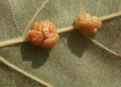 Andricus nigricens
