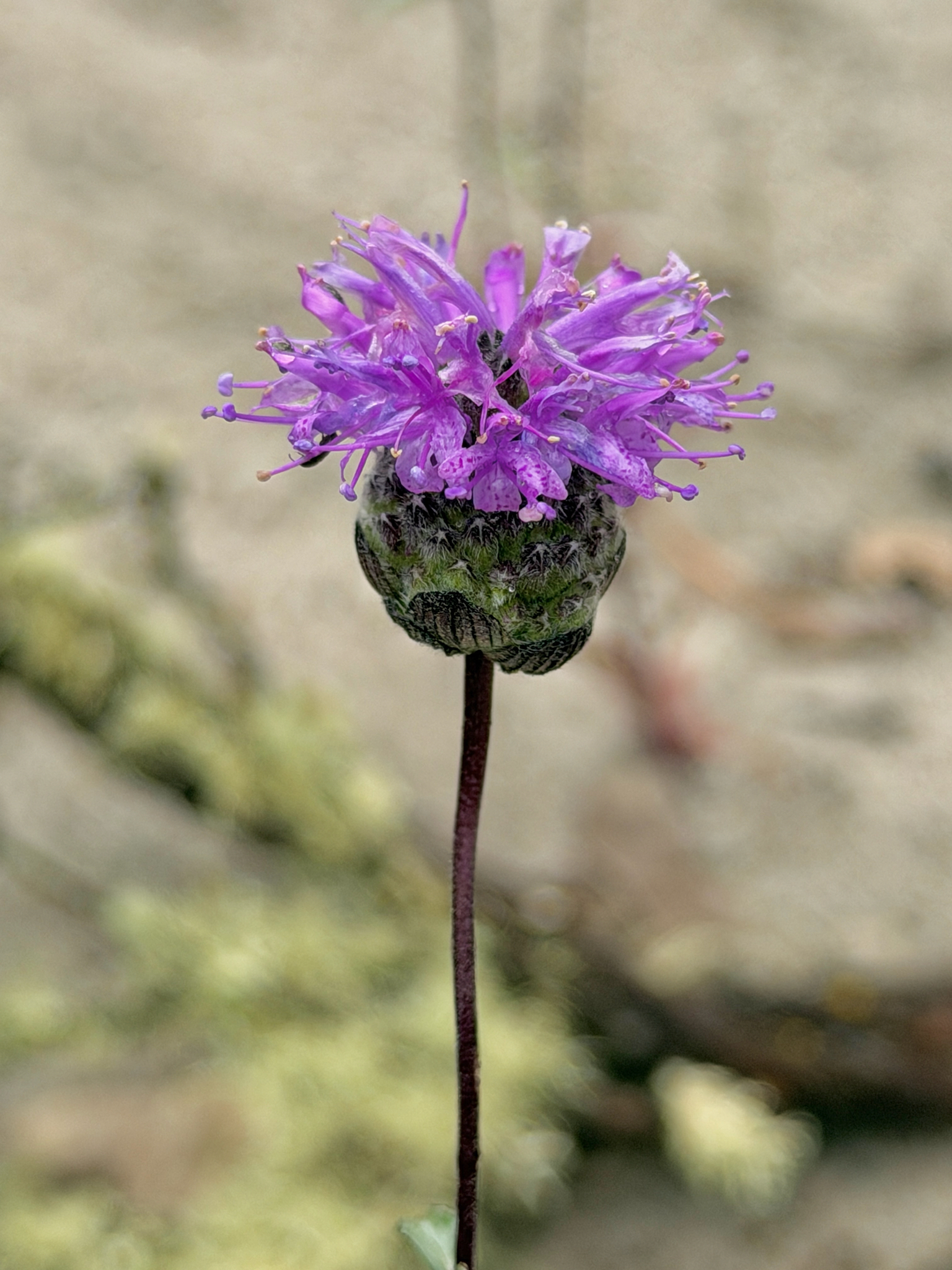 Imagem de Monardella sinuata