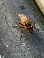 Scathophaga stercoraria