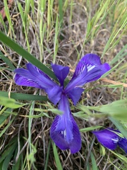 Iridaceae