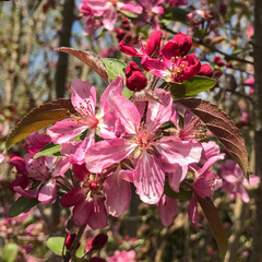 Malus angustifolia