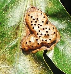 Callirhytis favosa