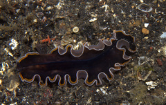 Pseudobiceros hancockanus