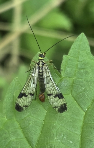 Common European Scorpionfly