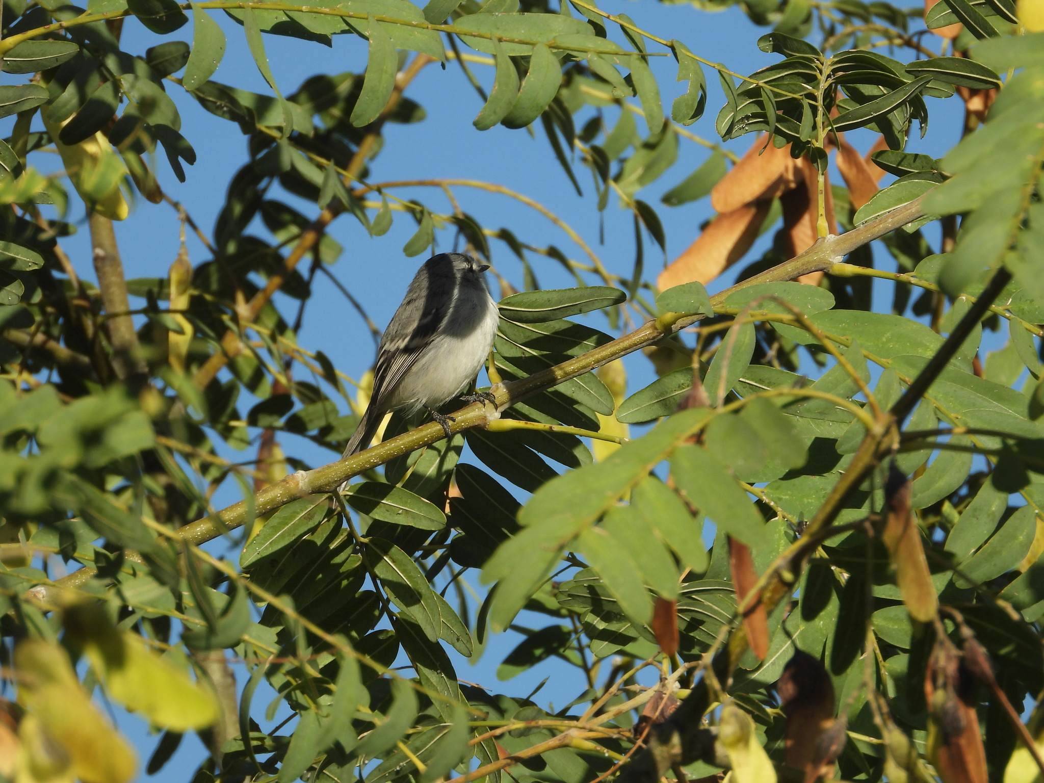 White-crested Tyrannulet (Serpophaga subcristata), photo 9