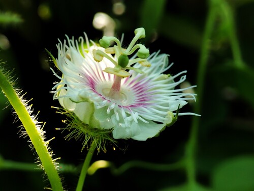 Passiflora vesicaria