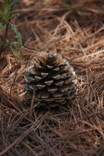 Pinus teocote, 2026-04-26