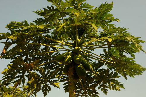Papaya
