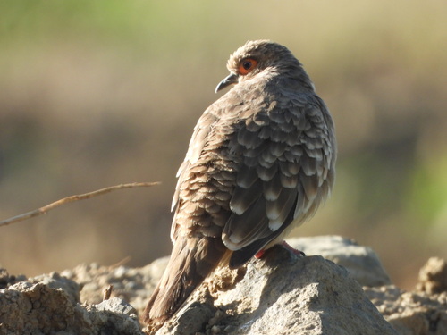 Bare-faced Ground Dove (Metriopelia ceciliae), photo 6