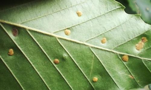 beech erineum mite