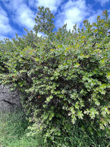 Arctostaphylos morroensis, photograph 3