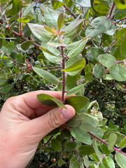Arctostaphylos morroensis, photograph author not stated, no rights reserved