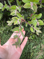 Arctostaphylos morroensis, photograph author not stated, no rights reserved