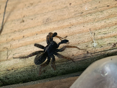 Lycosidae