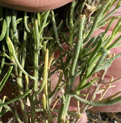 Ericameria teretifolia, photograph 5