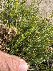 Ericameria teretifolia, photograph (c) Steve Matson, some rights reserved (CC BY)