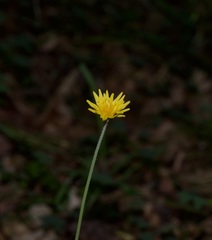 Krigia dandelion