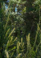 Hakea nodosa