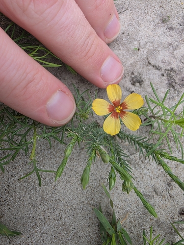 Texas flax (Linum hudsonioides)
