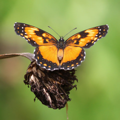 Chlosyne lacinia