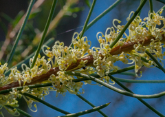 Hakea nodosa