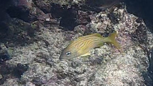 Haemulon flavolineatum