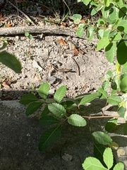 Anolis sagrei