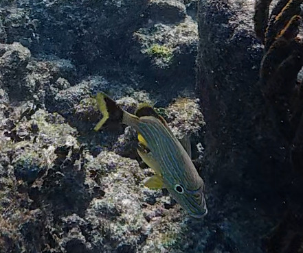 Haemulon sciurus