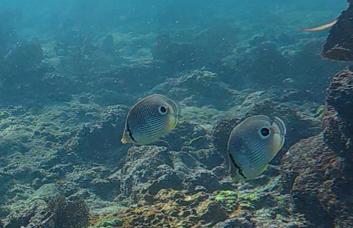 Chaetodon capistratus