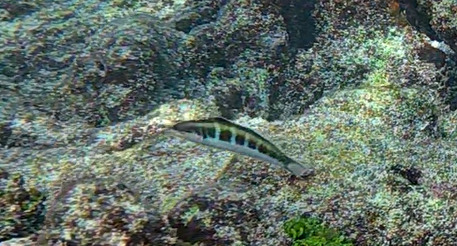 Thalassoma bifasciatum