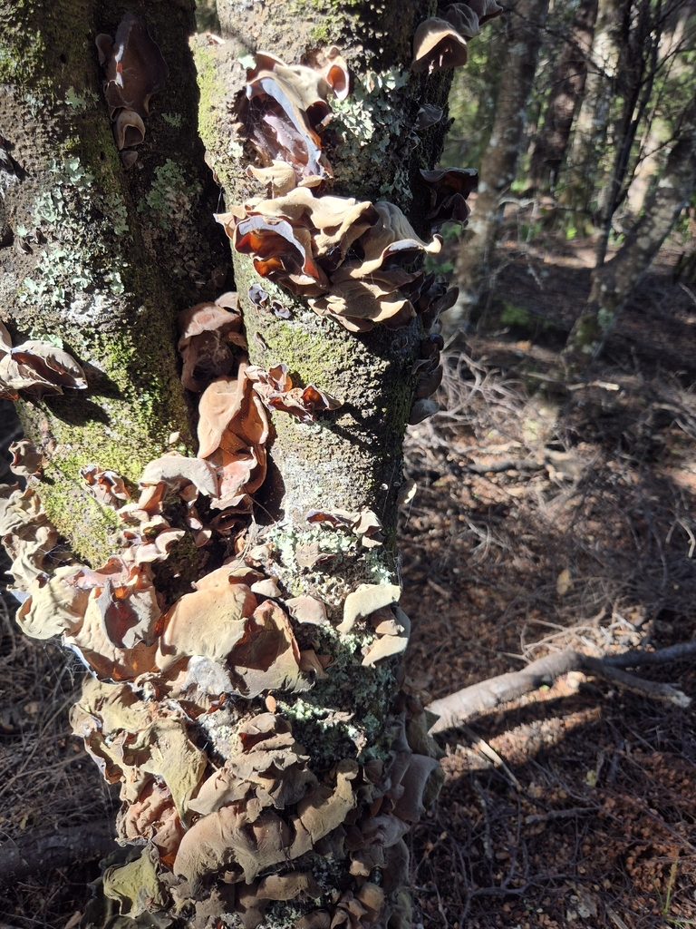 Auricularia cornea · April 2026 · photo: © rempson (iNaturalist, cc-by)