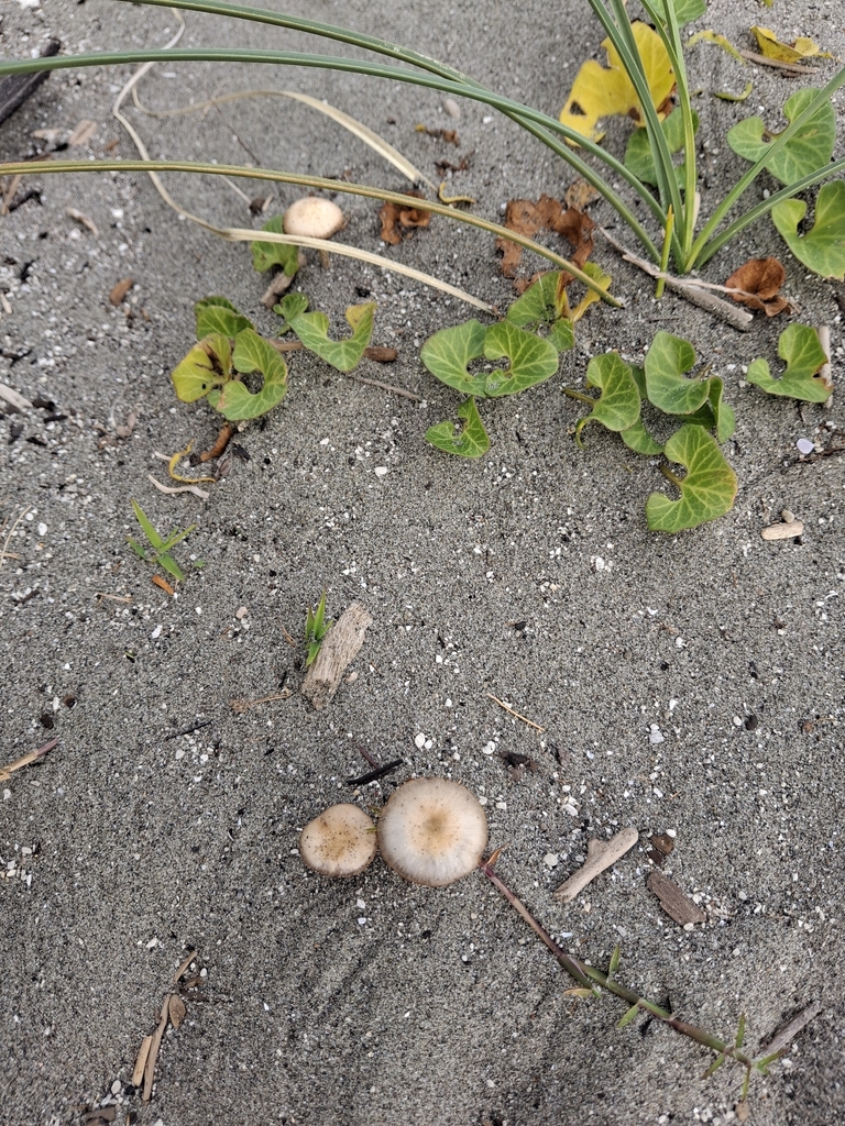 Psathyrella ammophila · April 2026 · photo: © andymckay (iNaturalist, cc-by)