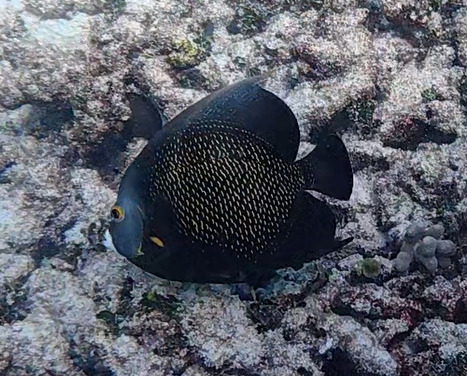 Pomacanthus paru