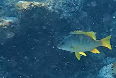 Lutjanus apodus