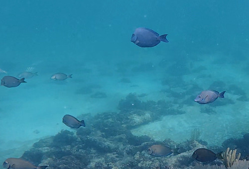 Acanthurus coeruleus