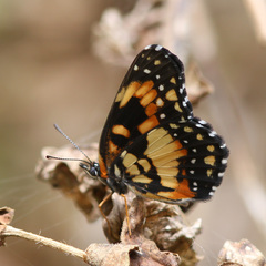 Chlosyne lacinia