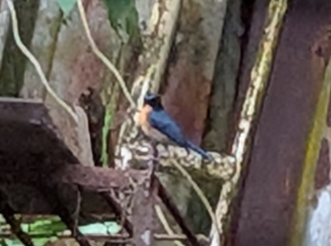 Mangrove Blue Flycatcher (Cyornis rufigastra), photo 1
