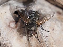 Pollenia angustigena