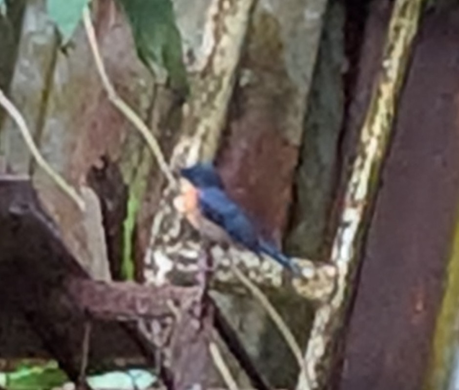 Mangrove Blue Flycatcher (Cyornis rufigastra), photo 2