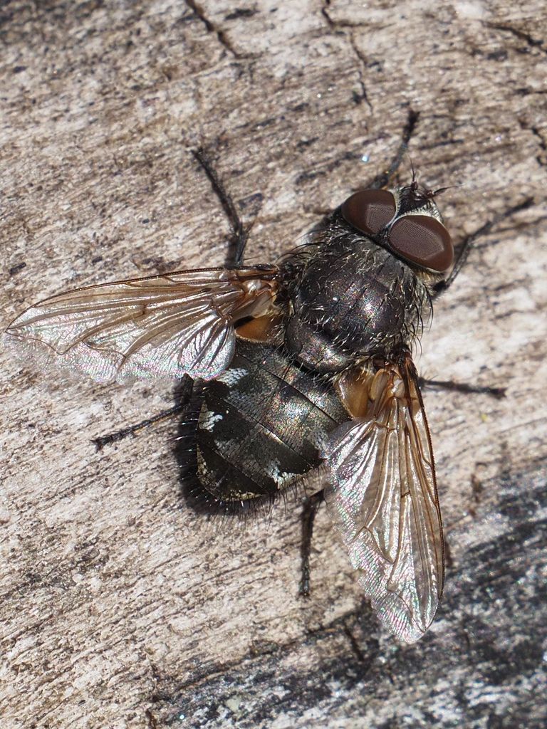 Narrow-cheeked Clusterfly