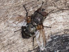 Pollenia angustigena