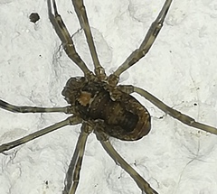 Platybunus