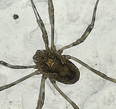 Platybunus