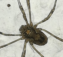 Platybunus